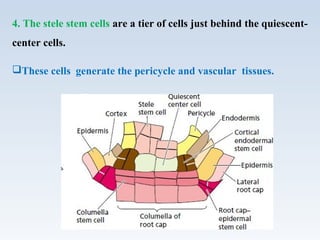 4. The stele stem cells are a tier of cells just behind the quiescent-
center cells.
These cells generate the pericycle and vascular tissues.
 