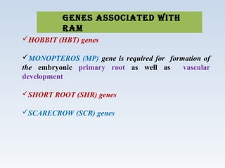 Genes associated with
RaM
HOBBIT (HBT) genes
MONOPTEROS (MP) gene is required for formation of
the embryonic primary root as well as vascular
development
SHORT ROOT (SHR) genes
SCARECROW (SCR) genes
 