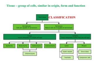CLASSIFICATION
Tissue – group of cells, similar in origin, form and function
 