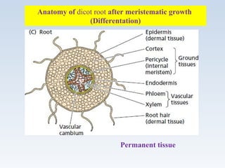 Anatomy of dicot root after meristematic growth
(Differentation)
Permanent tissue
 
