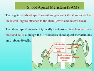 Shoot Apical Meristem (SAM)
• The vegetative shoot apical meristem generates the stem, as well as
the lateral organs attached to the stem (leaves and lateral buds).
• The shoot apical meristem typically contains a few hundred to a
thousand cells, although the Arabidopsis shoot apical meristem has
only about 60 cells.
 