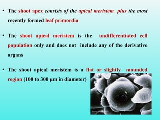 • The shoot apex consists of the apical meristem plus the most
recently formed leaf primordia
• The shoot apical meristem is the undifferentiated cell
population only and does not include any of the derivative
organs
• The shoot apical meristem is a flat or slightly mounded
region (100 to 300 μm in diameter)
 