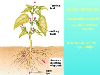 Apical meristems
Indeterminate growth
e.g., many tomato
varieties
Determinate growth
e.g., Brinjal
 