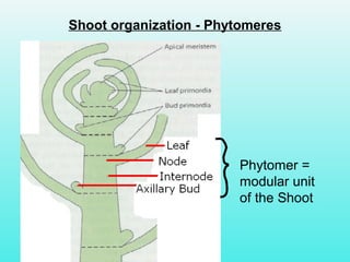Shoot organization - Phytomeres
Phytomer =
modular unit
of the Shoot
 