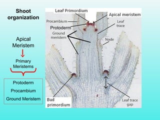 Shoot
organization
Protoderm
Apical
Meristem
Primary
Meristems
Protoderm
Procambium
Ground Meristem
 