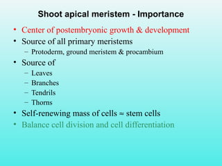 Shoot apical meristem - Importance
• Center of postembryonic growth & development
• Source of all primary meristems
– Protoderm, ground meristem & procambium
• Source of
– Leaves
– Branches
– Tendrils
– Thorns
• Self-renewing mass of cells ≈ stem cells
• Balance cell division and cell differentiation
 