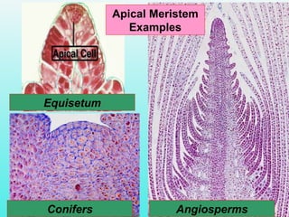 Apical Meristem
Examples
Equisetum
Conifers Angiosperms
 