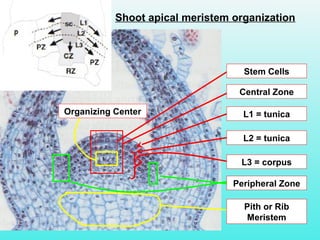 Shoot apical meristem organization
L1 = tunica
L2 = tunica
Peripheral Zone
Pith or Rib
Meristem
Central Zone
Stem Cells
Organizing Center
L3 = corpus
 