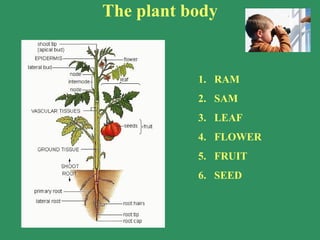 The plant body
1. RAM
2. SAM
3. LEAF
4. FLOWER
5. FRUIT
6. SEED
 