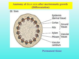 Anatomy of dicot stem after meristematic growth
(Differentation)
Permanent tissue
 