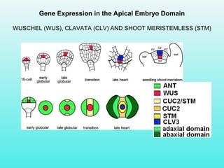 Gene Expression in the Apical Embryo Domain
WUSCHEL (WUS), CLAVATA (CLV) AND SHOOT MERISTEMLESS (STM)
 