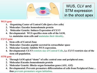 WUS, CLV and
STM expression
in the shoot apex
WUS gene
1. Organizing Center of Central Cells (just a few cells)
2. Molecular: Encodes homeodomain protein
3. Molecular Genetic: Induces Expression of CLV3
4. Developmental: WUS specifies stem cells of the SAM,
i.e. maintains stem cells and maintains their identity.
CLV3 gene
1. Stem cells of Central Zone
2. Molecular: Encodes peptide secreted in extracellular space
3. Molecular Genetic: Inhibits WUS expression.
4. Developmental: CLV3 restricts size of Central Cells, i.e. CLV3 restricts size of the
stem cell population.
STM gene
1. Through SAM apical “dome” of cells: central zone and peripheral zone.
2. Molecular:Encodes homeodomain protein
3. Molecular Genetic: Blocks organ formation genes (AS1, AS2)
4. Developmental: Prevents premature differentiation of cells from Peripheral Zone…
thus prevents premature organ initiation.
 