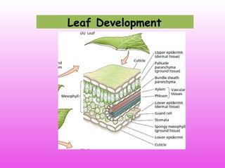 Leaf Development
 