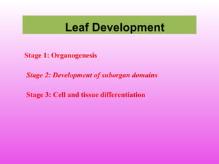 Leaf Development
Stage 1: Organogenesis
Stage 2: Development of suborgan domains
Stage 3: Cell and tissue differentiation
 