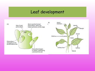 Leaf development
 