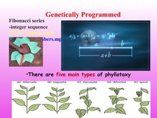 The Arrangement of Leaf Primordia is
Genetically Programmed
•There are five main types of phyllotaxy
137.5= Golden angle
Nature by Numbers.mp4
Fibonacci series
-integer sequence
 