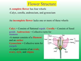A complete flower has four whorls
-Calyx, corolla, androecium, and gynoecium
An incomplete flower lacks one or more of these whorls
Calyx = Consists of flattened sepals Corolla = Consists of fused
petals Androecium = Collective term for
stamens
-A stamen consists of a filament
and an anther
Gynoecium = Collective term for
carpels
-A carpel consists of an ovule,
ovary, style, and stigma
Flower Structure
 