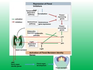 activation
inhibition
Activation of Floral Meristem Identity
Genes
Adult meristem
Floral meristem
Temperature-
dependent
pathway
Autonomous
pathway
Flower-
repressing
genes
Flower-
promoting
genes
Vernalization
Autonomous
gene expression
Repression of Floral
Inhibitors
Cold
Light-
dependent
pathway
Gibberellin-
dependent Gibberellin
pathway
CO
Light
LFY
AP1
ABC
floral organ
identity genes
Floral organ
development
 