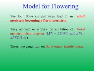 Model for Flowering
The four flowering pathways lead to an adult
meristem becoming a floral meristem.
They activate or repress the inhibition of floral
meristem identity genes (LFY – LEAFY and AP1 -
APETALA1)
These two genes turn on floral organ identity genes
 