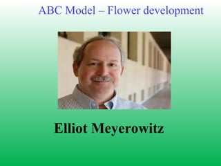Elliot Meyerowitz
ABC Model – Flower development
 