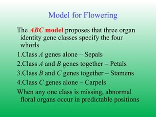 Model for Flowering
The ABC model proposes that three organ
identity gene classes specify the four
whorls
1.Class A genes alone – Sepals
2.Class A and B genes together – Petals
3.Class B and C genes together – Stamens
4.Class C genes alone – Carpels
When any one class is missing, abnormal
floral organs occur in predictable positions
 