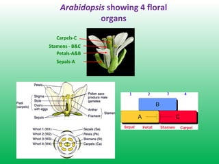 Arabidopsis showing 4 floral
organs
Carpels-C
Stamens - B&C
Petals-A&B
Sepals-A
 