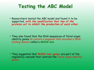 Testing the ABC Model
• Researchers tested the ABC model and found it to be
supported, with the modification that two of the
proteins act to inhibit the production of each other.
• They also found that the DNA sequences of floral organ
identity genes all contain a segment that encodes a DNA-
binding domain called a MADS box.
• They suggested that MADS-box genes are part of the
regulatory cascade that controls the floral organ identity
genes.
 