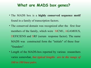 What are MADS box genes?
• The MADS box is a highly conserved sequence motif
found in a family of transcription factors.
• The conserved domain was recognized after the first four
members of the family, which were MCM1, AGAMOUS,
DEFICIENS and SRF (serum response factor). The name
MADS was constructed form the "initials" of these four
"founders".
• Length of the MADS-box reported by various researchers
varies somewhat, but typical lengths are in the range of
168 to 180 base pairs.
 