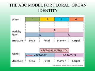 THE ABC MODEL FOR FLORAL ORGAN
IDENTITY
APETALA 1
 