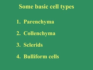 Some basic cell types
2. Collenchyma
3. Sclerids
4. Bulliform cells
1. Parenchyma
 