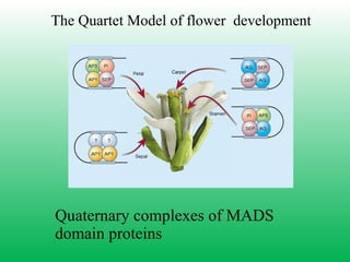 The Quartet Model of flower development
Quaternary complexes of MADS
domain proteins
 