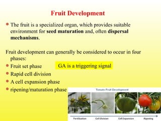 Fruit Development
The fruit is a specialized organ, which provides suitable
environment for seed maturation and, often dispersal
mechanisms.
Fruit development can generally be considered to occur in four
phases:
Fruit set phase
Rapid cell division
A cell expansion phase
ripening/maturation phase
GA is a triggering signal
 