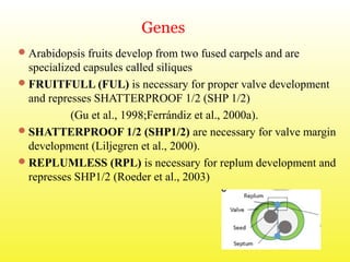 Genes
Arabidopsis fruits develop from two fused carpels and are
specialized capsules called siliques
FRUITFULL (FUL) is necessary for proper valve development
and represses SHATTERPROOF 1/2 (SHP 1/2)
(Gu et al., 1998;Ferrándiz et al., 2000a).
SHATTERPROOF 1/2 (SHP1/2) are necessary for valve margin
development (Liljegren et al., 2000).
REPLUMLESS (RPL) is necessary for replum development and
represses SHP1/2 (Roeder et al., 2003)
 