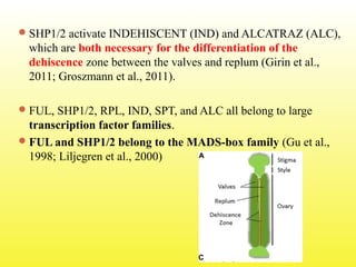 SHP1/2 activate INDEHISCENT (IND) and ALCATRAZ (ALC),
which are both necessary for the differentiation of the
dehiscence zone between the valves and replum (Girin et al.,
2011; Groszmann et al., 2011).
FUL, SHP1/2, RPL, IND, SPT, and ALC all belong to large
transcription factor families.
FUL and SHP1/2 belong to the MADS-box family (Gu et al.,
1998; Liljegren et al., 2000)
 