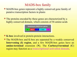 MADS-box family
MADS-box genes represent a highly conserved gene family of
putative transcription factors in plants
The proteins encoded by these genes are characterized by a
highly conserved domain, which consists of 56 amino acids
K-box involved in protein-protein interactions.
The MADS-box and K-box are separated by a weakly conserved
Intervening (I) region, and a few MADS-box genes have an
amino-terminal extension (N). The Carboxyl-terminal (C)
region may function as a transcriptional activation domain.
 