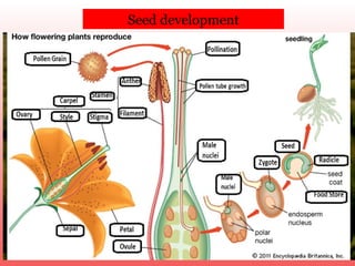 Seed development
 
