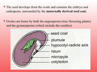 The seed develops from the ovule and contains the embryo and
endosperm, surrounded by the maternally derived seed coat.
Ovules are borne by both the angiosperms (true flowering plants)
and the gymnosperms (which include the conifers)
 