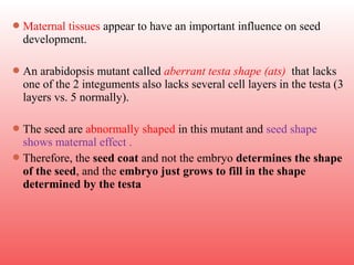 Maternal tissues appear to have an important influence on seed
development.
An arabidopsis mutant called aberrant testa shape (ats) that lacks
one of the 2 integuments also lacks several cell layers in the testa (3
layers vs. 5 normally).
The seed are abnormally shaped in this mutant and seed shape
shows maternal effect .
Therefore, the seed coat and not the embryo determines the shape
of the seed, and the embryo just grows to fill in the shape
determined by the testa
 