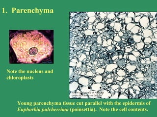 1. Parenchyma
Young parenchyma tissue cut parallel with the epidermis of
Euphorbia pulcherrima (poinsettia). Note the cell contents.
Note the nucleus and
chloroplasts
 