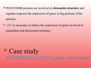 POLYCOMB proteins are involved in chromatin structure and
regulate (repress) the expression of genes in big portions of the
genome.
ABA is necessary to induce the expression of genes involved in
maturation and desiccation tolerance
Case study
FLOWERING LOCUS T genes control onion b
 
