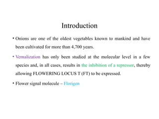 Introduction
• Onions are one of the oldest vegetables known to mankind and have
been cultivated for more than 4,700 years.
• Vernalization has only been studied at the molecular level in a few
species and, in all cases, results in the inhibition of a repressor, thereby
allowing FLOWERING LOCUS T (FT) to be expressed.
• Flower signal molecule – Florigen
 