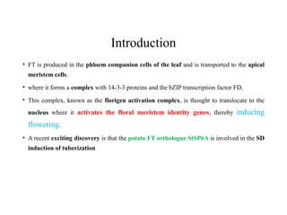 Introduction
• FT is produced in the phloem companion cells of the leaf and is transported to the apical
meristem cells.
• where it forms a complex with 14-3-3 proteins and the bZIP transcription factor FD.
• This complex, known as the florigen activation complex, is thought to translocate to the
nucleus where it activates the floral meristem identity genes, thereby inducing
flowering.
• A recent exciting discovery is that the potato FT orthologue StSP6A is involved in the SD
induction of tuberization
 
