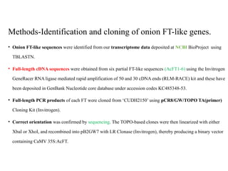 Methods-Identification and cloning of onion FT-like genes.
• Onion FT-like sequences were identified from our transcriptome data deposited at NCBI BioProject using
TBLASTN.
• Full-length cDNA sequences were obtained from six partial FT-like sequences (AcFT1-6) using the Invitrogen
GeneRacer RNA ligase mediated rapid amplification of 50 and 30 cDNA ends (RLM-RACE) kit and these have
been deposited in GenBank Nucleotide core database under accession codes KC485348-53.
• Full-length PCR products of each FT were cloned from ‘CUDH2150’ using pCR8/GW/TOPO TA(primer)
Cloning Kit (Invitrogen).
• Correct orientation was confirmed by sequencing. The TOPO-based clones were then linearized with either
XbaI or XhoI, and recombined into pB2GW7 with LR Clonase (Invitrogen), thereby producing a binary vector
containing CaMV 35S:AcFT.
 