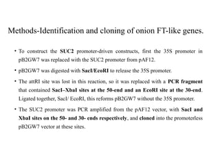 • To construct the SUC2 promoter-driven constructs, first the 35S promoter in
pB2GW7 was replaced with the SUC2 promoter from pAF12.
• pB2GW7 was digested with SacI/EcoRI to release the 35S promoter.
• The attRI site was lost in this reaction, so it was replaced with a PCR fragment
that contained SacI–XbaI sites at the 50-end and an EcoRI site at the 30-end.
Ligated together, SacI/ EcoRI, this reforms pB2GW7 without the 35S promoter.
• The SUC2 promoter was PCR amplified from the pAF12 vector, with SacI and
XbaI sites on the 50- and 30- ends respectively, and cloned into the promoterless
pB2GW7 vector at these sites.
Methods-Identification and cloning of onion FT-like genes.
 