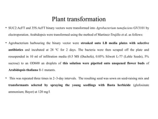 Plant transformation
• SUC2:AcFT and 35S:AcFT binary vectors were transformed into Agrobacterium tumefaciens GV3101 by
electroporation. Arabidopsis were transformed using the method of Martinez-Trujillo et al. as follows:
• Agrobacterium harbouring the binary vector were streaked onto LB media plates with selective
antibiotics and incubated at 28 ºC for 2 days. The bacteria were then scraped off the plate and
resuspended in 10 ml of infiltration media (0.5 MS (Duchefa), 0.05% Silwett L-77 (Lehle Seeds), 5%
sucrose) to an OD600 an droplets of this solution were pipetted onto unopened flower buds of
Arabidopsis thaliana ft-1 mutants.
• This was repeated three times in 2–3-day intervals. The resulting seed was sown on seed-raising mix and
transformants selected by spraying the young seedlings with Basta herbicide (glufosinate
ammonium; Bayer) at 120 mg/l
 