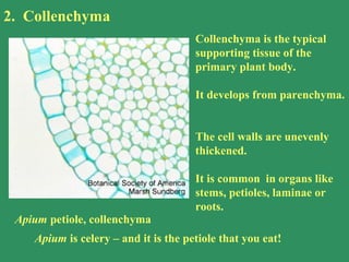 2. Collenchyma
Apium petiole, collenchyma
Collenchyma is the typical
supporting tissue of the
primary plant body.
It develops from parenchyma.
The cell walls are unevenly
thickened.
It is common in organs like
stems, petioles, laminae or
roots.
Apium is celery – and it is the petiole that you eat!
 