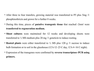 • After three to four transfers, growing material was transferred to P5 plus 5mg /1
phosphinothricin and grown for a further 8 weeks.
• During this time, pieces of putative transgenic tissue that reached -2mm2
were
transferred to regeneration medium.
• Shoot cultures were maintained for 12 weeks and developing shoots were
transferred to ½ MS medium plus 20 mg /1 geneticin to induce rooting.
• Rooted plants were either transferred to ½ MS plus 120 g /1 sucrose to induce
bulb formation or to soil in the glasshouse (12 h 12–23 C day, 12 h 4–16 C night).
• Expression of the transgenes were confirmed by reverse transcriptase–PCR using
primers.
 