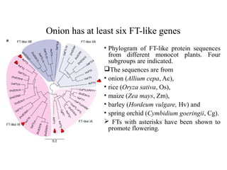 Onion has at least six FT-like genes
• Phylogram of FT-like protein sequences
from different monocot plants. Four
subgroups are indicated.
The sequences are from
• onion (Allium cepa, Ac),
• rice (Oryza sativa, Os),
• maize (Zea mays, Zm),
• barley (Hordeum vulgare, Hv) and
• spring orchid (Cymbidium goeringii, Cg).
 FTs with asterisks have been shown to
promote flowering.
 