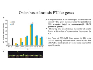 Onion has at least six FT-like genes
• Complementation of the Arabidopsis ft-1 mutant with
onion FT-like genes expressed under the constitutive
35S promoter (blue) or phloem-specific SUC2
promoter (yellow).
• Flowering time as determined by number of rosette
leaves at flowering of representative lines grown in
LD.
• (c) Photo of 35S:AcFT lines grown in LD, with
AcFT1 flowering and floral buds visible on WT and
35S:AcFT2 plants (plants are in the same order as the
panel b graph).
 