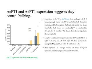 AcFT1 and AcFT4 expression suggests they
control bulbing.
• Expression of AcFT2 in leaf tissue from seedlings with 3–4
leaves (young), plants with 10 leaves before bulb formation
(mature), and bulbing plants (bulbing) and central bud tissue
from bulbs (bulb tissue) non-vernalized (-V) or vernalized in
the dark for 3 months (+V), leaves from flowering plants
(flowering bulb).
• Samples were taken from plants grown at 20 ºC under SD (8 h
light: 16 h dark) and LD (16 h light: 8 h dark) photoperiods
(except bulbing plants, as bulbs do not form in SD).
• Data represent an average ±s.e.m. of three biological
replicates, with transcripts normalized to b-tubulin.
AcFT2 expression correlates with flowering.
 